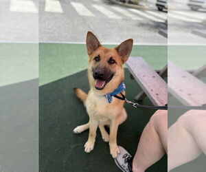 German Shepherd Dog-Unknown Mix Dogs for adoption in Shermans Dale, PA, USA