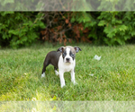 Small #32 Boston Terrier