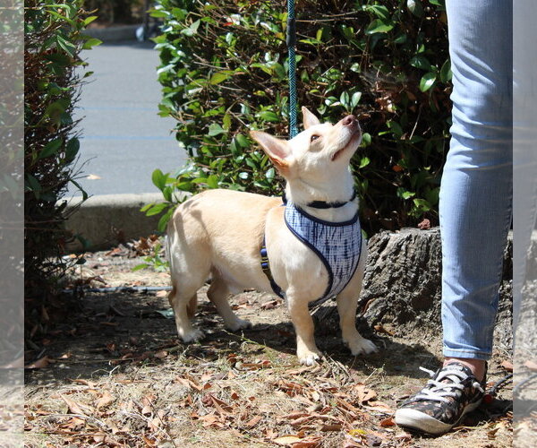 Medium Photo #2 Chiweenie Puppy For Sale in Yuba City, CA, USA