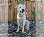 Small #1 Great Pyrenees