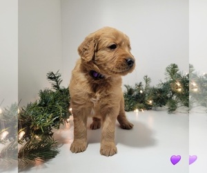 Golden Retriever Puppy for sale in GOODYEAR, AZ, USA