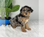 Small Photo #3 Aussiedoodle Miniature  Puppy For Sale in FRANKLIN, IN, USA