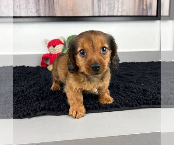 Medium Photo #6 Dachshund Puppy For Sale in FRANKLIN, IN, USA
