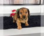 Small Photo #6 Dachshund Puppy For Sale in FRANKLIN, IN, USA