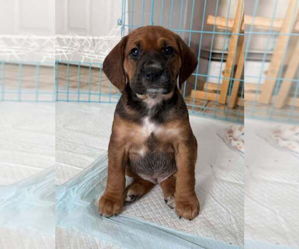 Medium Photo #8 Beagle-Unknown Mix Puppy For Sale in New York, NY, USA