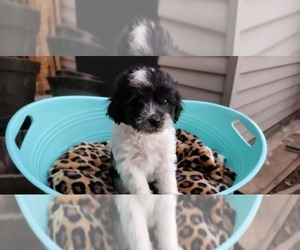 Maltipoo Puppy for sale in MODESTO, CA, USA