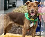 Small #22 Labrador Retriever Mix