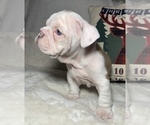 Small Photo #6 English Bulldog Puppy For Sale in JOHNS ISLAND, SC, USA