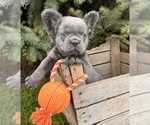 Small Photo #1 French Bulldog Puppy For Sale in MIDDLEBURY, IN, USA
