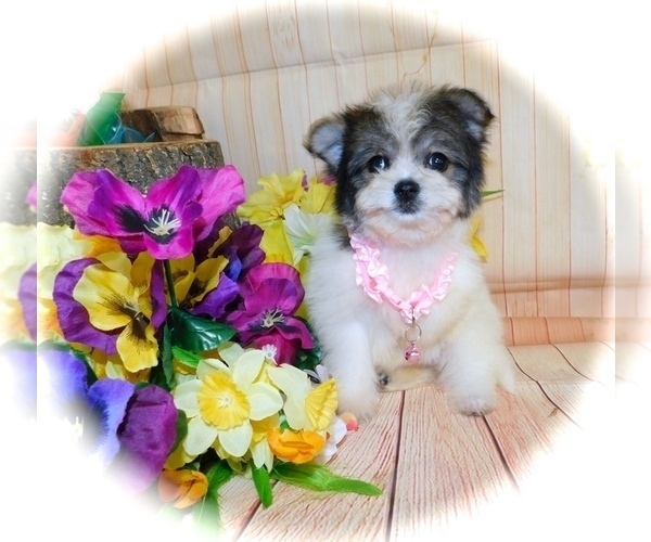 Medium Photo #3 Bichon-A-Ranian Puppy For Sale in HAMMOND, IN, USA