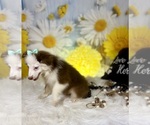 Small #8 Miniature Australian Shepherd