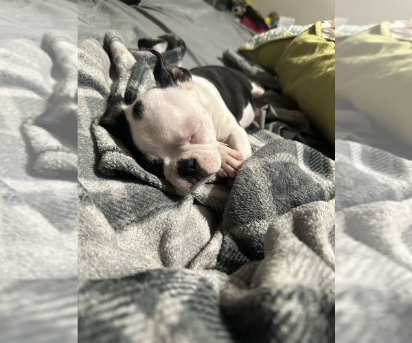 Medium Photo #1 Boston Terrier Puppy For Sale in SPRINGFIELD, IL, USA