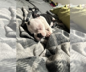 Boston Terrier Puppy for sale in SPRINGFIELD, IL, USA