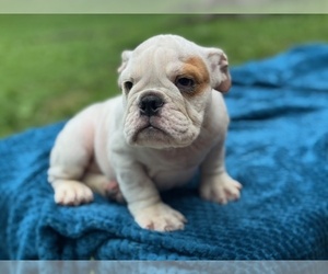English Bulldog Puppy for sale in POWHATAN, VA, USA