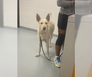 German Shepherd Dog Dogs for adoption in St. Cloud, FL, USA
