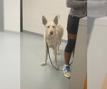 Small German Shepherd Dog