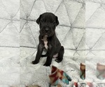 Small Photo #2 Great Dane Puppy For Sale in CONROE, TX, USA
