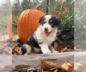 Miniature Australian Shepherd Puppy for Sale in GLENWOOD, Indiana USA