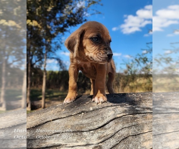 Medium Photo #8 Catahoula Leopard Dog Puppy For Sale in CUMBY, TX, USA
