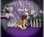 Small #12 Cavalier King Charles Spaniel