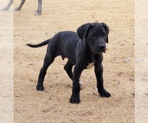 Great Dane Puppy for sale in EL PASO, TX, USA