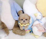 Small #3 Poodle (Toy)