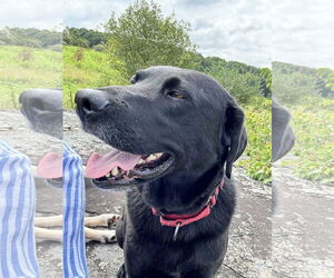 Labrador Retriever Dogs for adoption in Morris, NY, USA