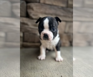 Boston Terrier Puppy for sale in WASHBURN, MO, USA