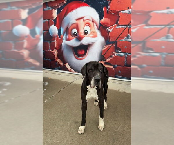 Medium Photo #4 Great Dane Puppy For Sale in Sandy, UT, USA