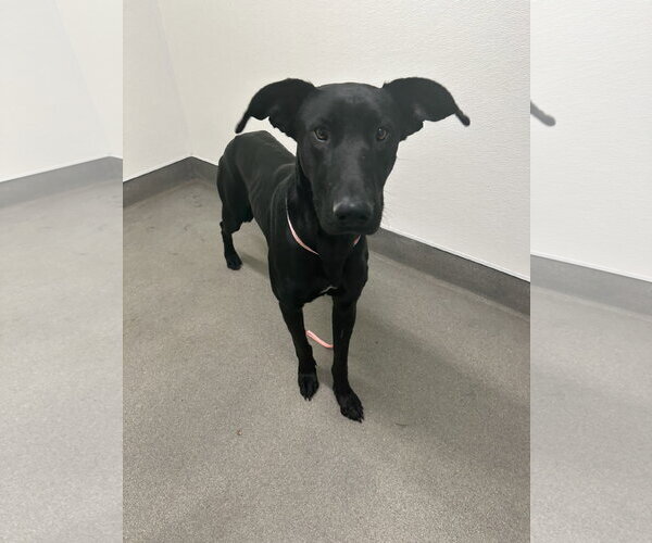 Medium Photo #7 Labrador Retriever-Unknown Mix Puppy For Sale in San Diego, CA, USA