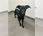 Small #6 Labrador Retriever Mix