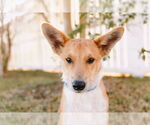 Small #2 Pembroke Welsh Corgi Mix
