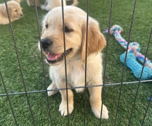 Golden Retriever Puppy for sale in SEVERANCE, CO, USA