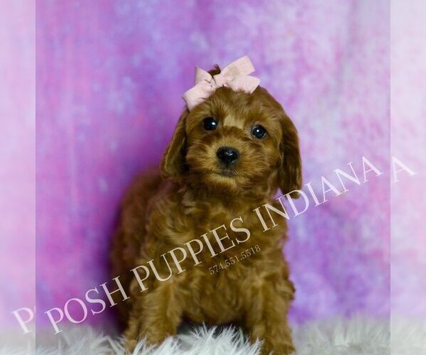 Medium Photo #12 Cavapoo (Miniature) Puppy For Sale in WARSAW, IN, USA