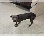Small American Pit Bull Terrier Mix