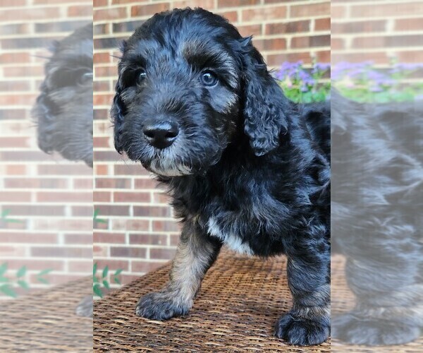 Medium Photo #2 Aussiedoodle Puppy For Sale in COLUMBIA, TN, USA