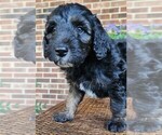 Small #1 Aussiedoodle