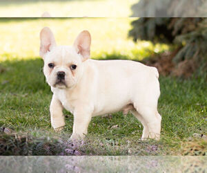 Medium French Bulldog
