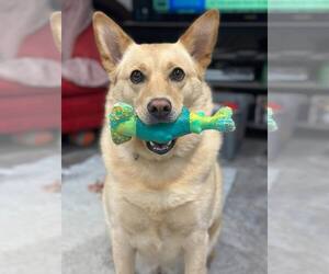 Unknown-white german shepherd Mix Dogs for adoption in Hoffman Estates, IL, USA