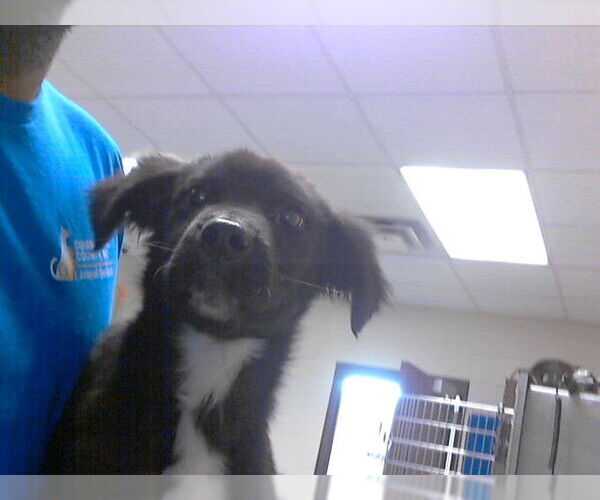 Medium Photo #1 Border Collie-Unknown Mix Puppy For Sale in Fayetteville, NC, USA