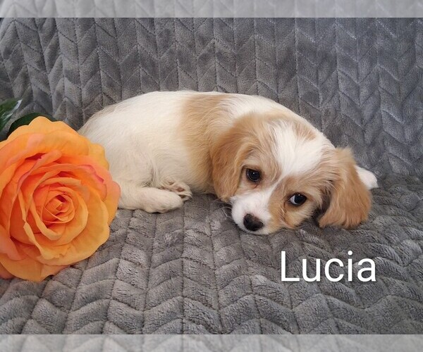 Medium Photo #13 Cavachon Puppy For Sale in STANLEY, WI, USA