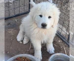 Great Pyrenees Puppy for sale in PLACITAS, NM, USA