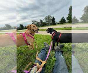 Labrador Retriever Dogs for adoption in Waterloo, IA, USA