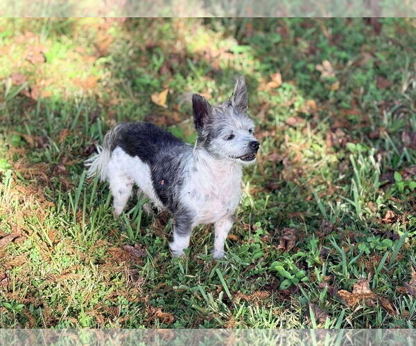 Medium Photo #3 Mutt Puppy For Sale in Palatka, FL, USA