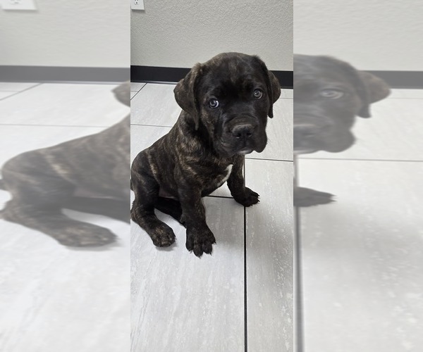 Medium Photo #1 Cane Corso Puppy For Sale in COLORADO SPRINGS, CO, USA