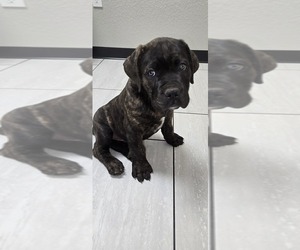 Medium Cane Corso