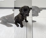 Puppy Red Cane Corso