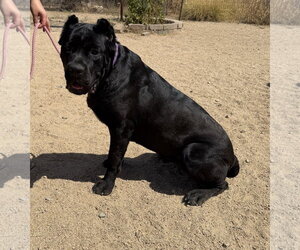 Mutt Dogs for adoption in Goodyear, AZ, USA