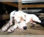 Small Photo #1 American Bulldog-Great Dane Mix Puppy For Sale in Austin, TX, USA