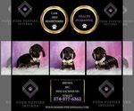 Small Photo #28 Dachshund Puppy For Sale in WARSAW, IN, USA